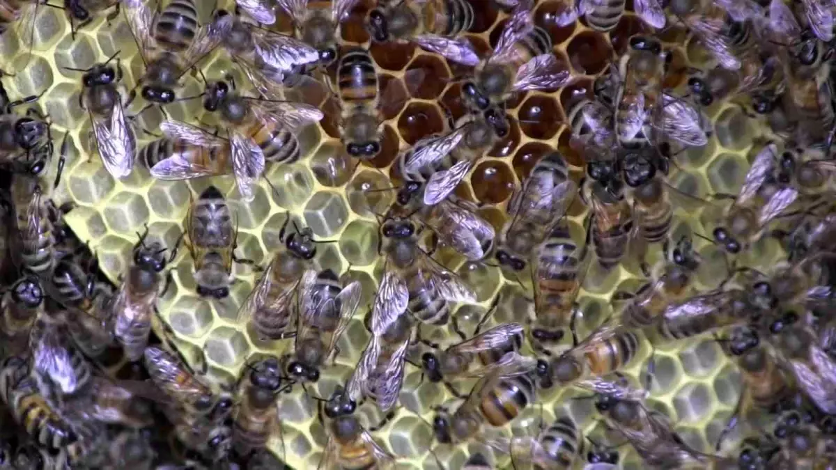 Siirt\'ten Bal Üretiminde Birincilik Hedefi