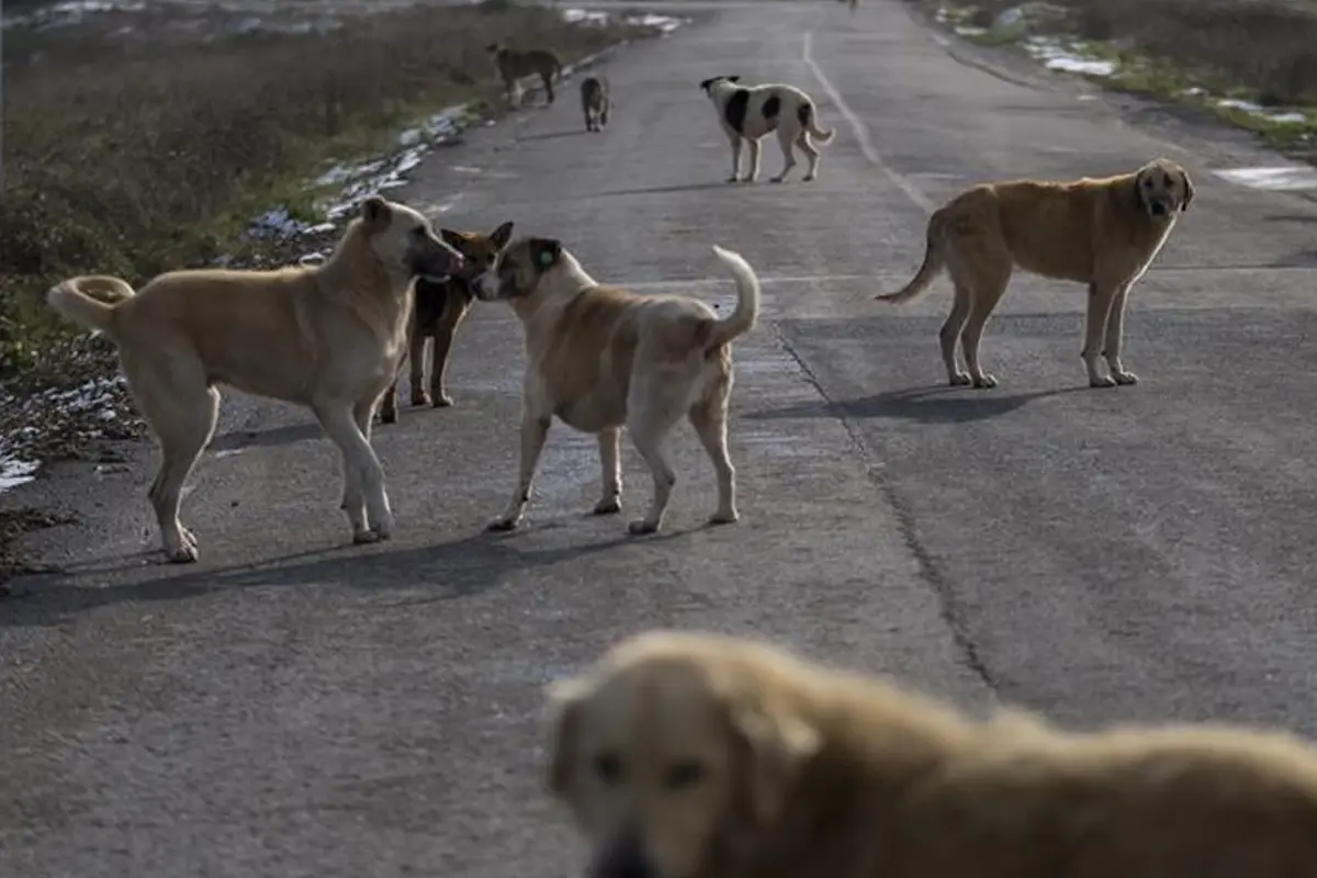 İstanbul Valiliği\'nden sokak hayvanlarıyla ilgili genelge: 17 Mart\'a kadar süre verildi