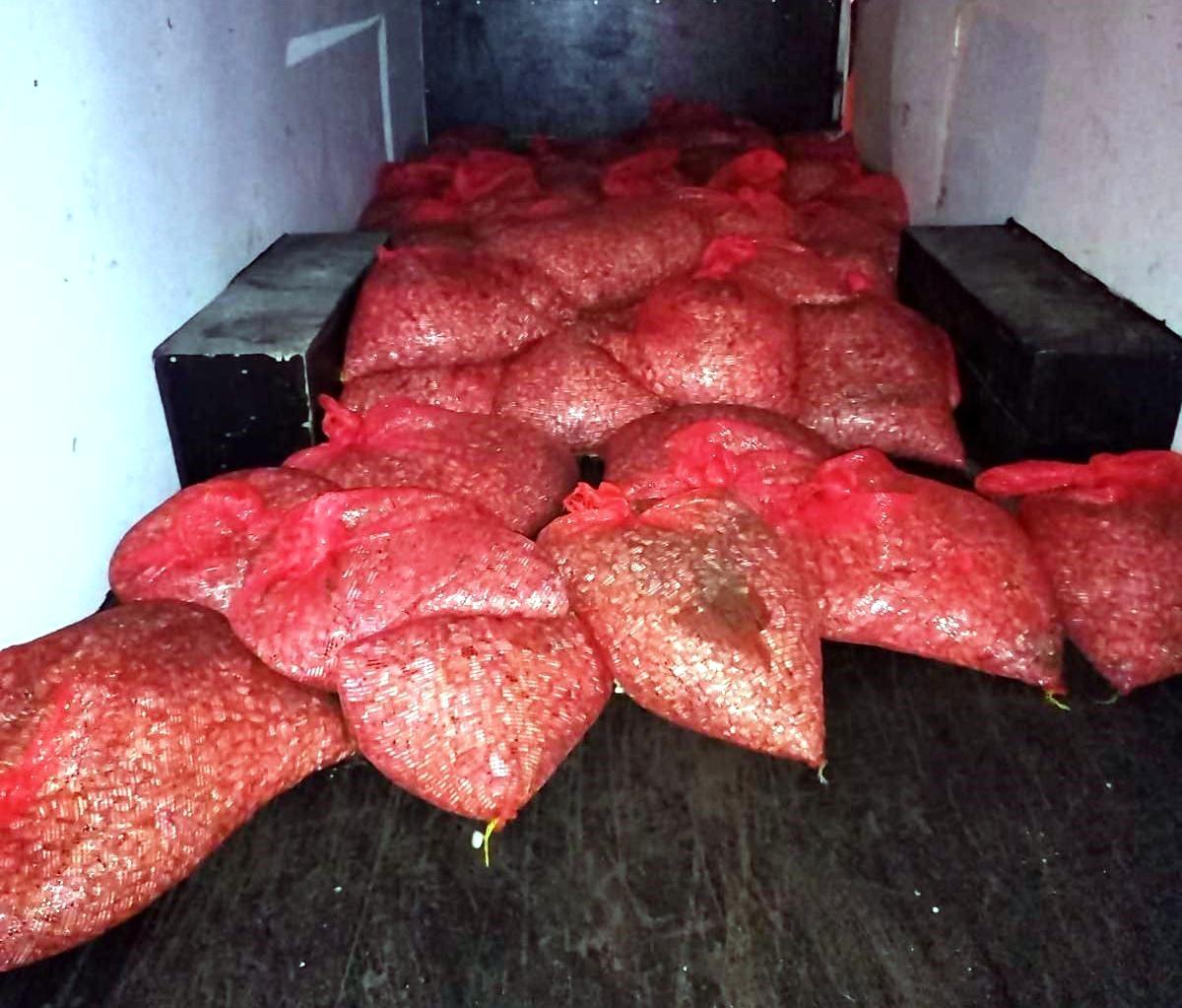 Samsun\'da 3 Ton Yasa Dışı Midye Ele Geçirildi