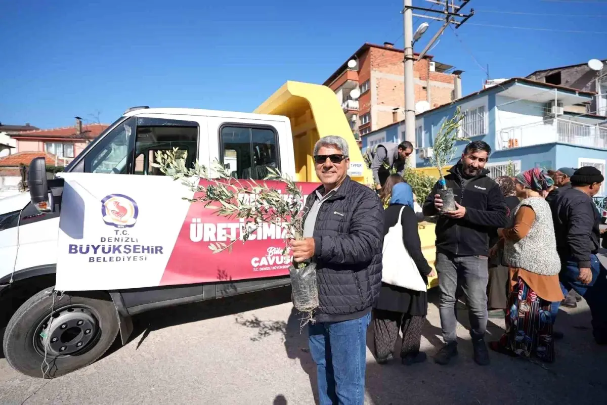 Denizli\'de Zeytin Fidanı Dağıtım Uygulaması Başladı
