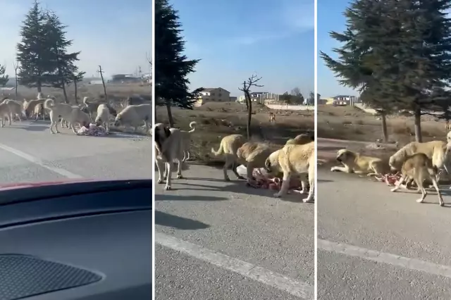 Karatay'da mahalleli böyle isyan etti: Önlem alınmazsa köpekleri biz öldüreceğiz