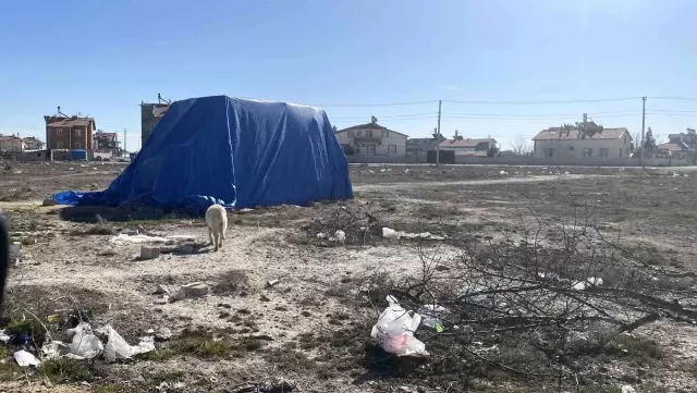 Konya'da Köpeklerin Saldırısında 2 Yaşındaki Çocuk Hayatını Kaybetti