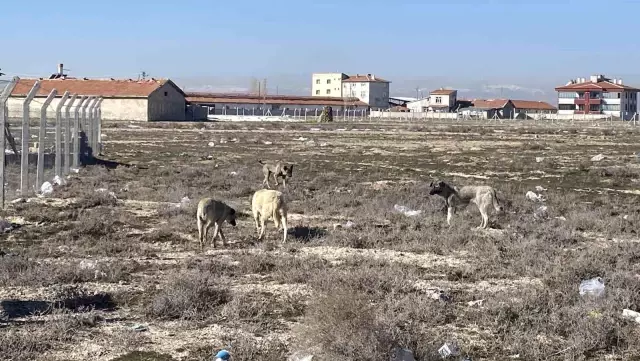 Konya'da Köpeklerin Saldırısında 2 Yaşındaki Çocuk Hayatını Kaybetti