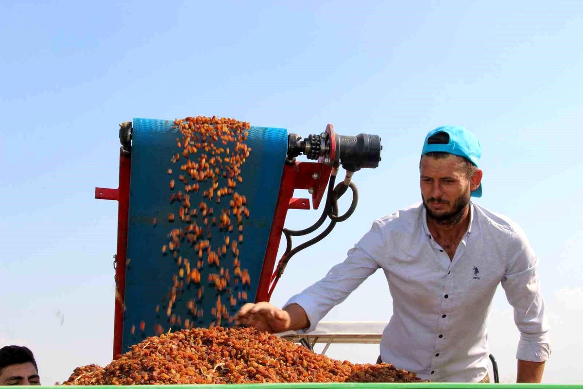 Türkiye\'nin Kuru Üzüm İhracatı Yüzde 13 Artış Gösterdi