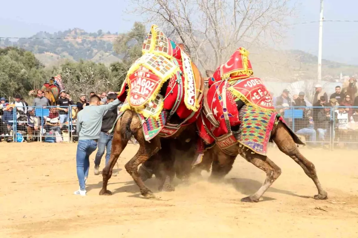 Köşk\'te Deve Güreşi Festivali Coşkuyla Gerçekleşti