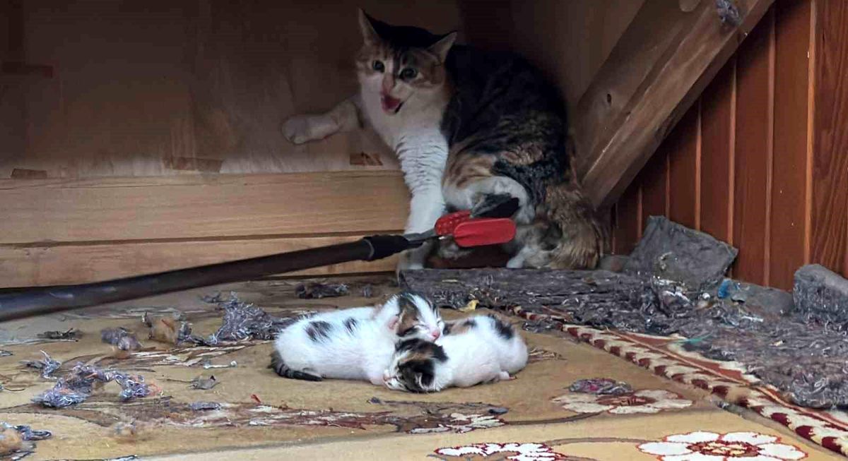 Mersin\'de Doğum Yapan Anne Kedi ve Yavruları Koruma Altına Alındı