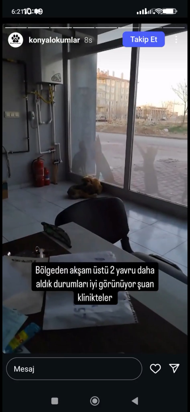 Konya'da Sokak Köpekleri Tarafından Parçalanan 2 Yaşındaki Kızın Vahşi Ölümü