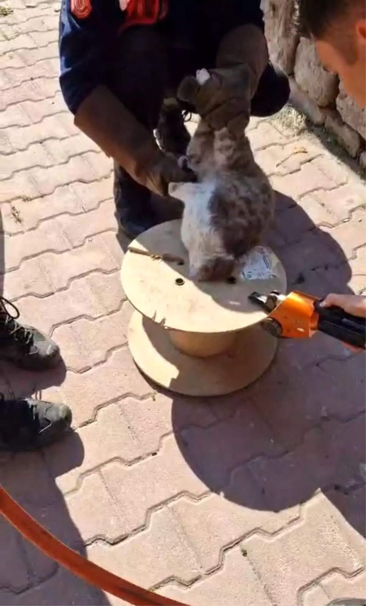 Kayseri\'de Sıkışan Kedi İtfaiye Ekipleri Tarafından Kurtarıldı