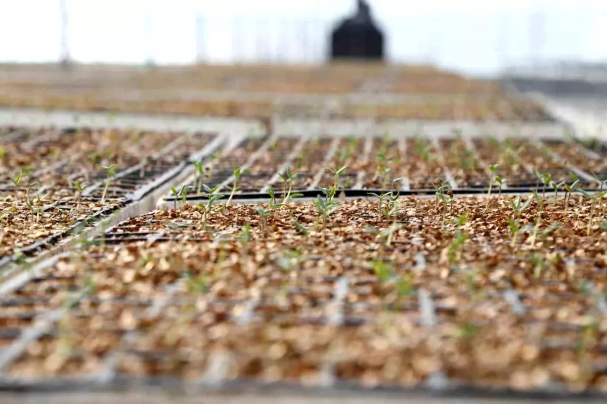 Bodrum Belediyesi\'nden Fide Üretimine Yeniden Başlangıç