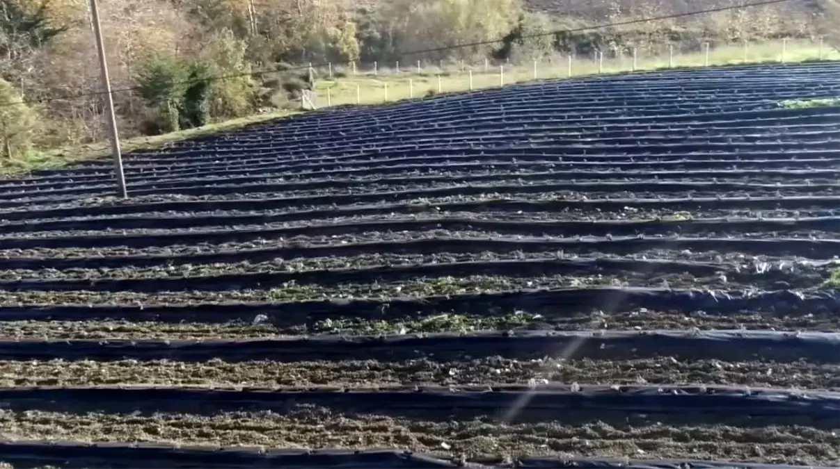 Hayalini Gerçekleştirdi: Lavanta Bahçesi Kurdu