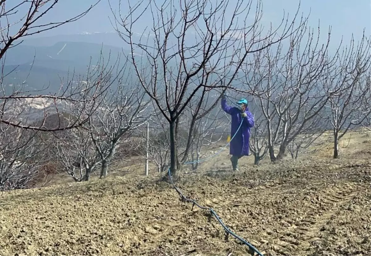 Kütahya\'da Kiraz ve Vişne İçin Bordo Bulamacı Uygulaması