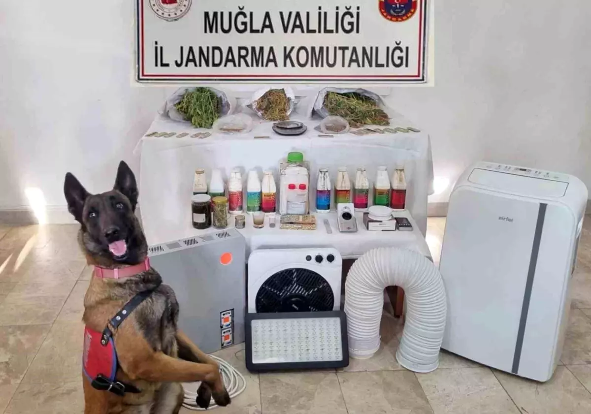 Muğla\'da Uyuşturucu Operasyonu