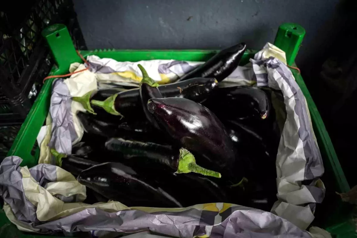 Patlıcan Fiyatları Düşüşe Geçti