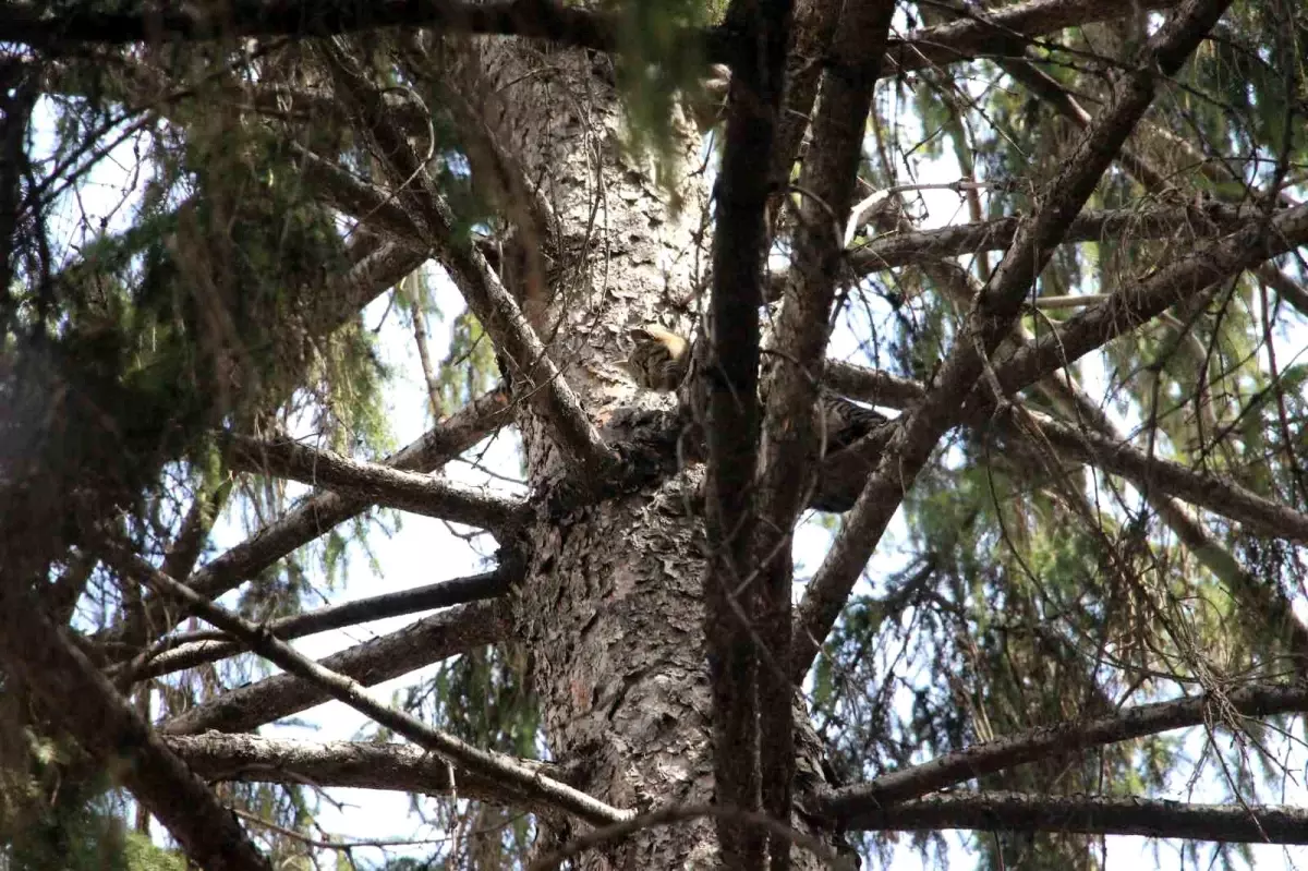 Kadın, kedisini kurtarmak için 60 metrelik ağaca tırmandı