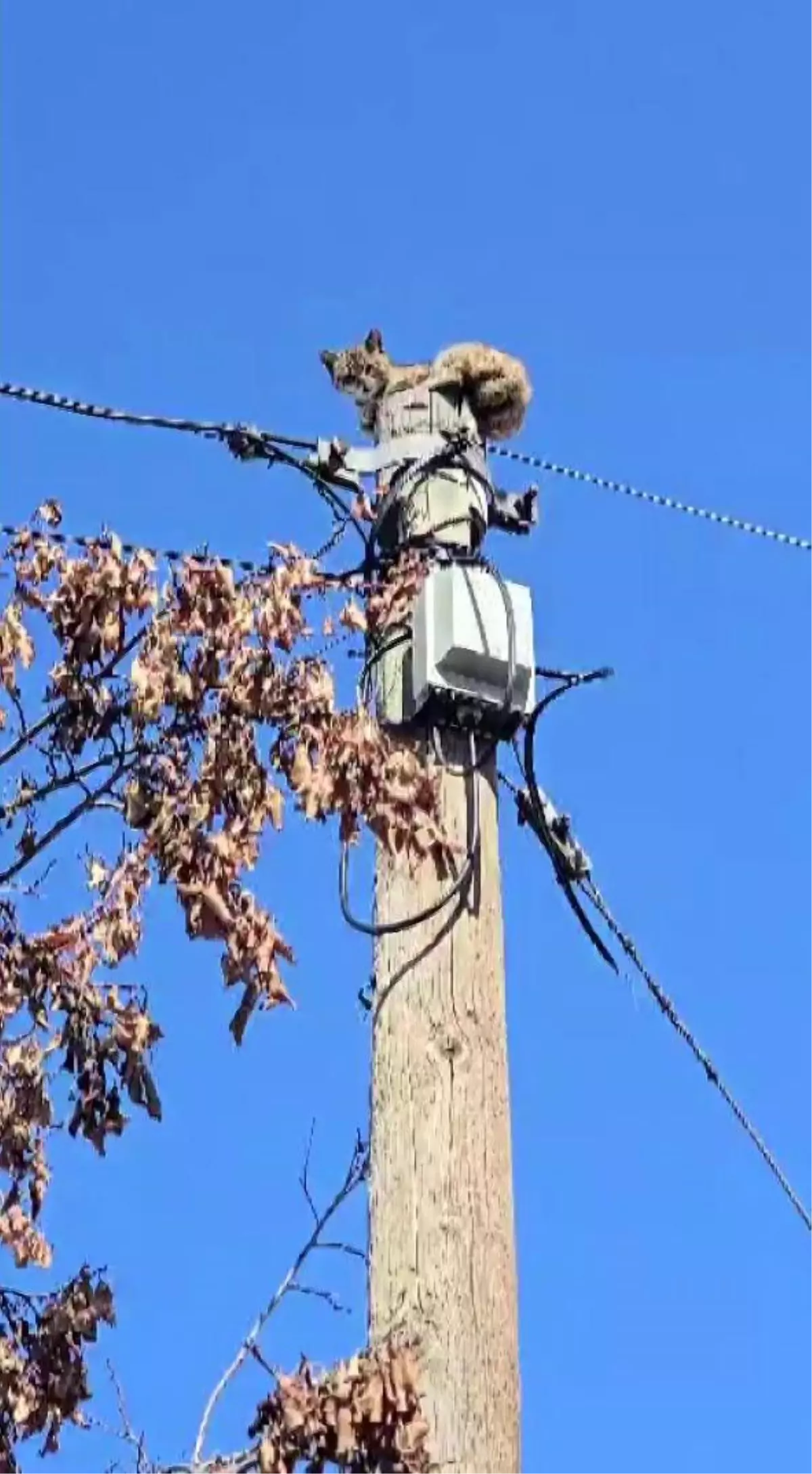 Kediyi Direkten Kurtaran İşçiye Öğrenciler Alkışladı