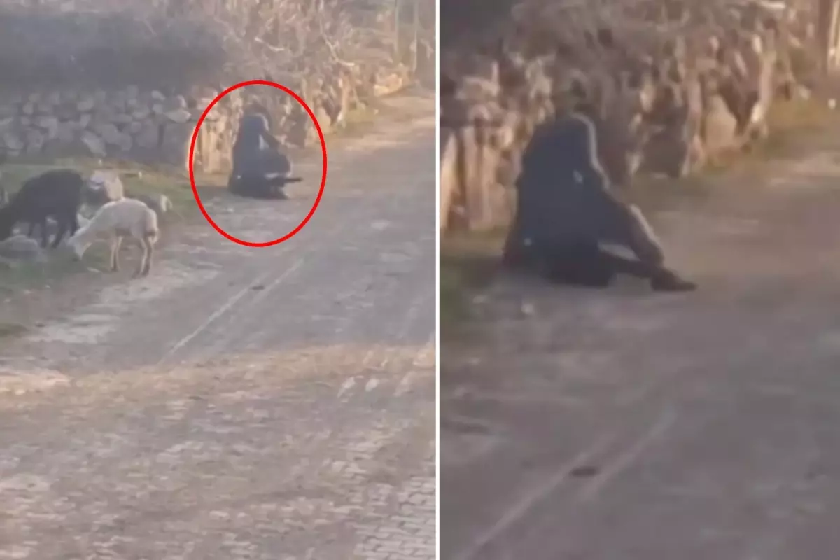 Koyuna eziyet kamerada! Ekipler hemen harekete geçti