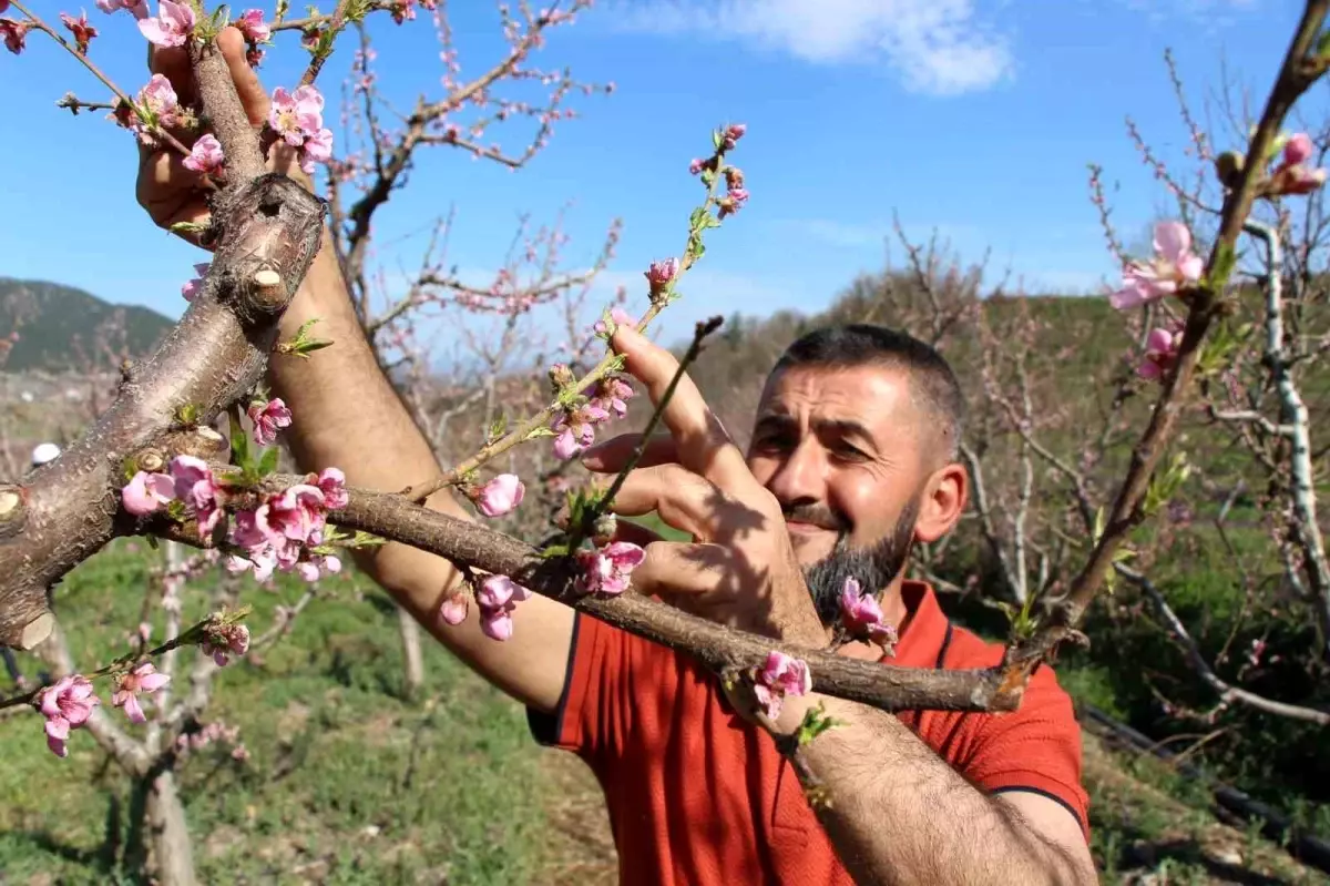 Buzla Korunan Nektarin Ağaçları Başarılı Oldu