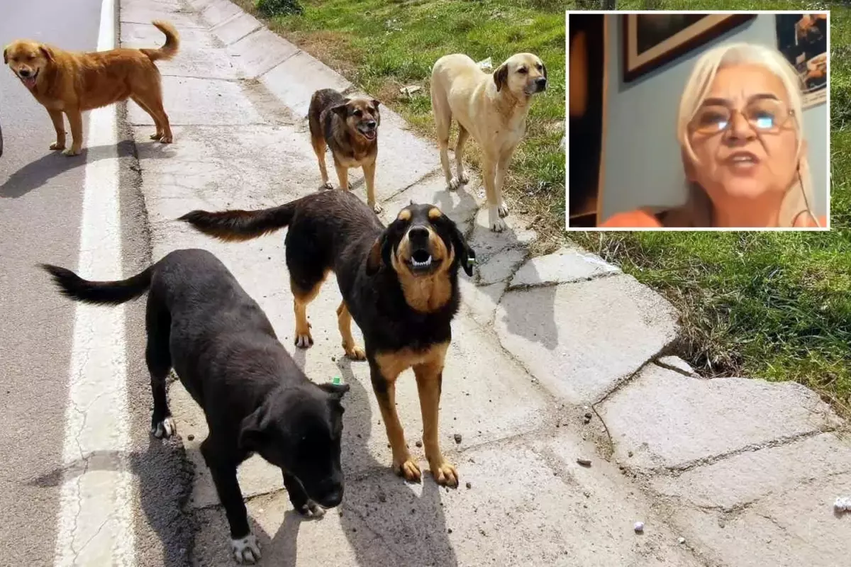 Hayvanlara Adalet Derneği Başkanı\'ndan skandal sözler: Keşke köpekler, görevlilerin boynunu koparsa