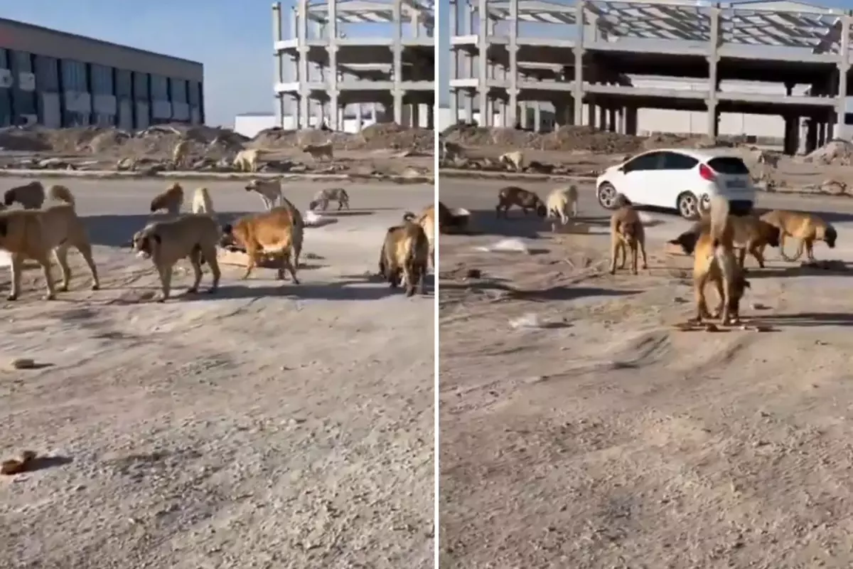 Köpek saldırısının ardından mahallede değişen bir şey yok