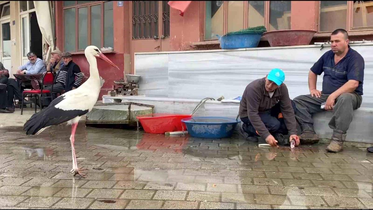 Yusuf Amca ve Bilal Leylek\'in Sıcak Dostluğu
