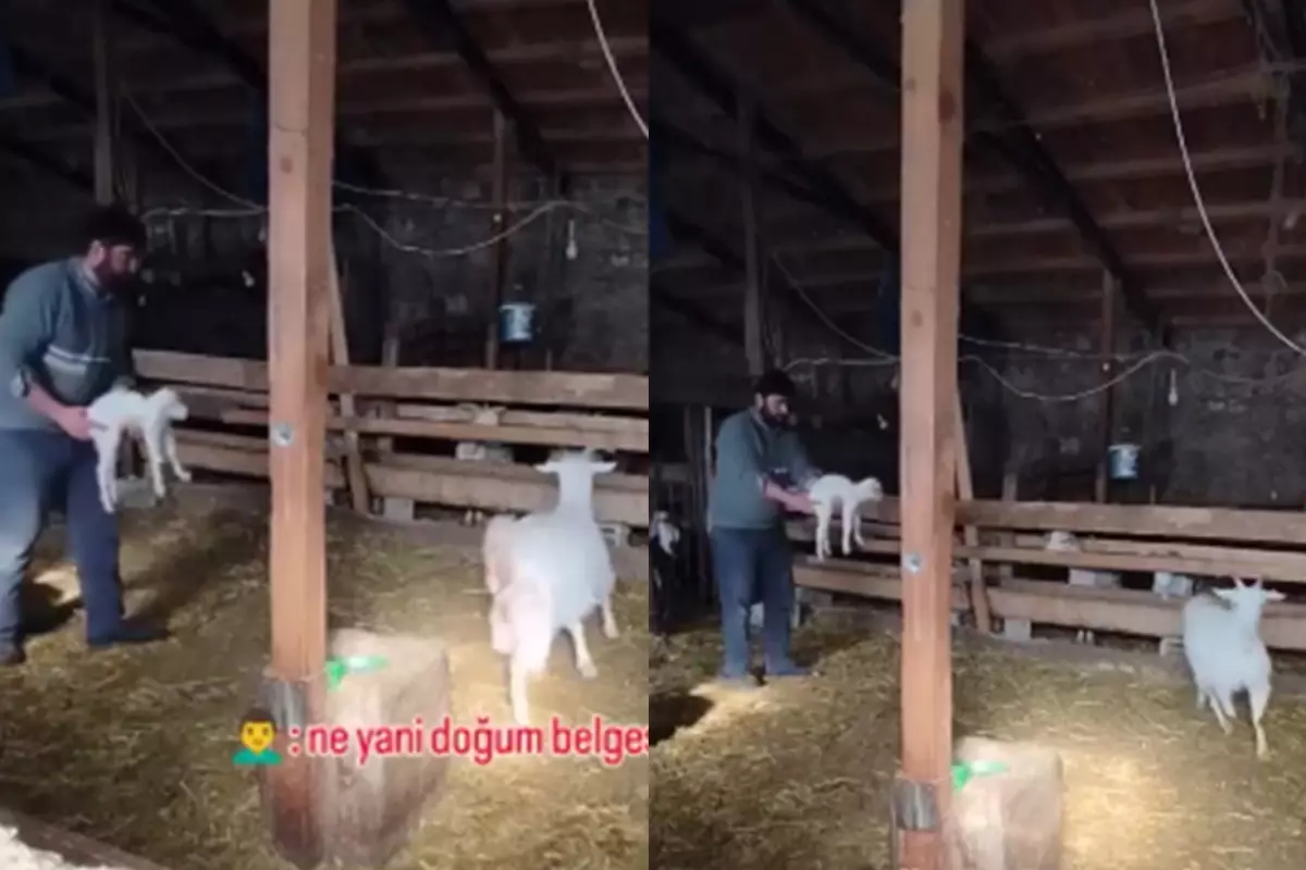 Çiftçinin yavrusunu istemeyen keçiyle imtihanı: Kızım, az önce sen çıkardın ya