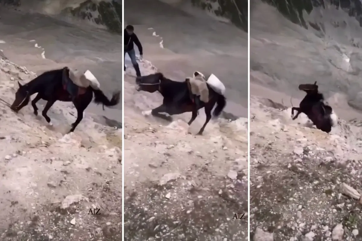 Uçurumun kenarına sürüklenen at, feci şekilde telef oldu
