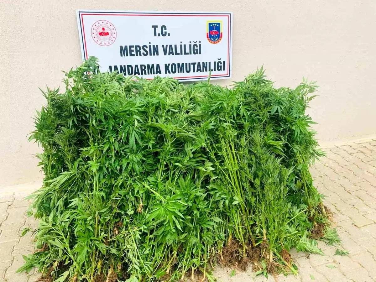 Mersin\'de Uyuşturucu Operasyonu: Şüpheli Tutuklandı