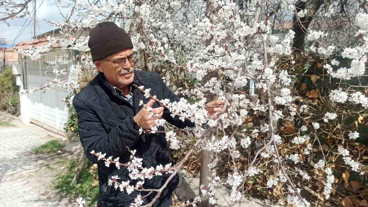 Malatya\'da Kayısı Ağaçları Zirai Don Riskiyle Karşı Karşıya