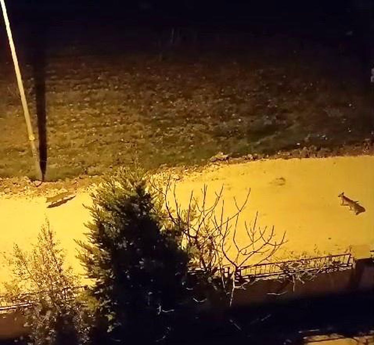 Adıyaman\'da Gece Tilki Sürüsü