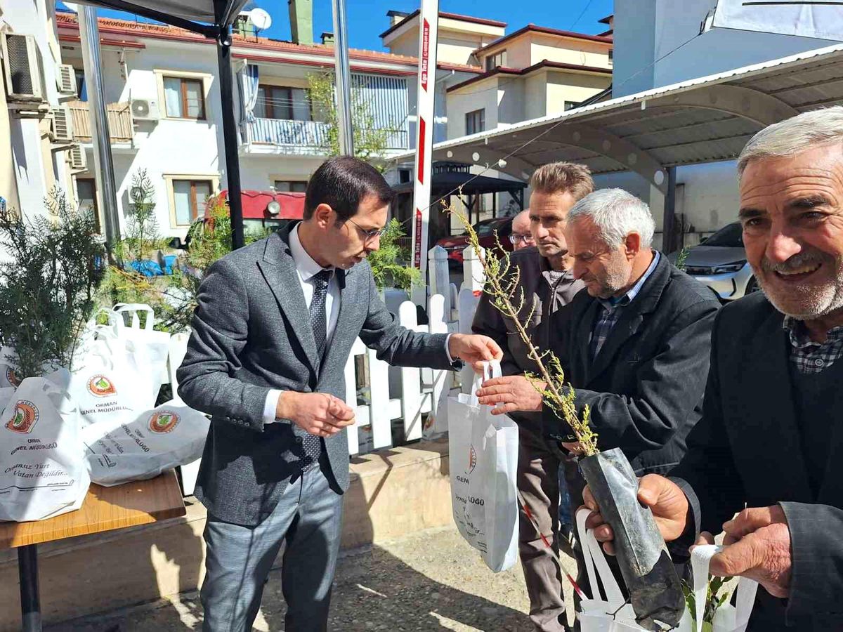 Bozdoğan\'da Fıstık Çamı Fidanı Dağıtımı