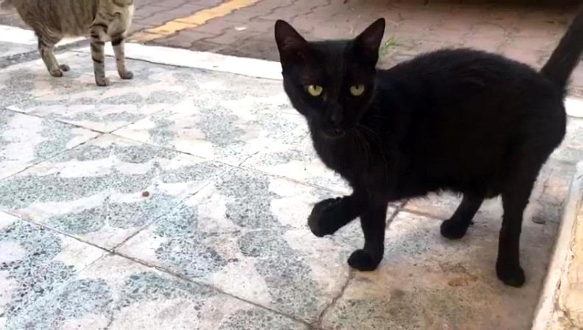 Engelli Kedi Karam\'a Tedavi İçin Alındı