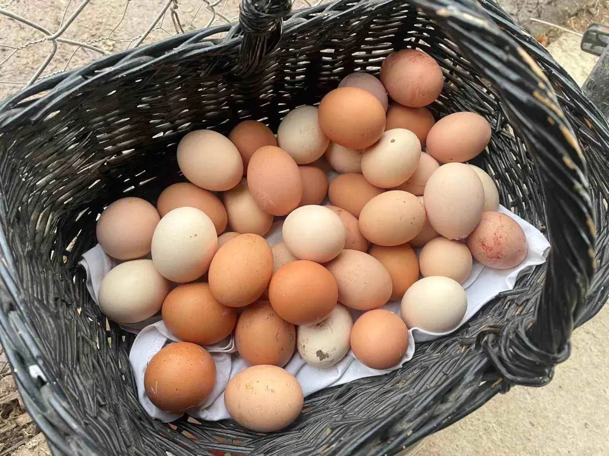 Yumurtacılar yumurta fiyatlarındaki artışı "ABD rüyası"na bağladı