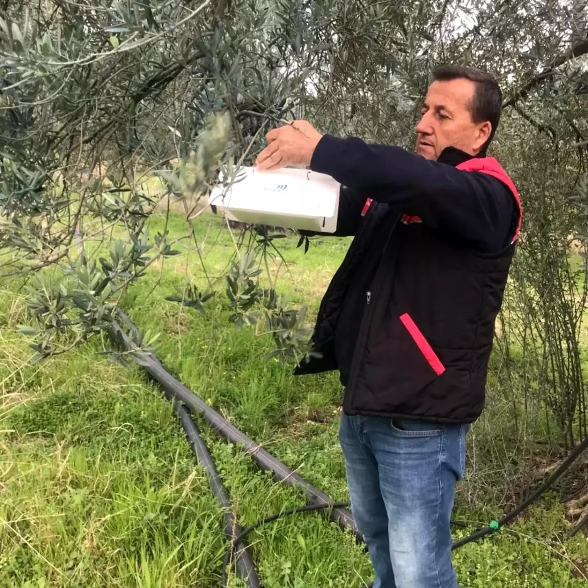 Havran\'da Zeytin Güvesine Karşı Mücadele Başlatıldı