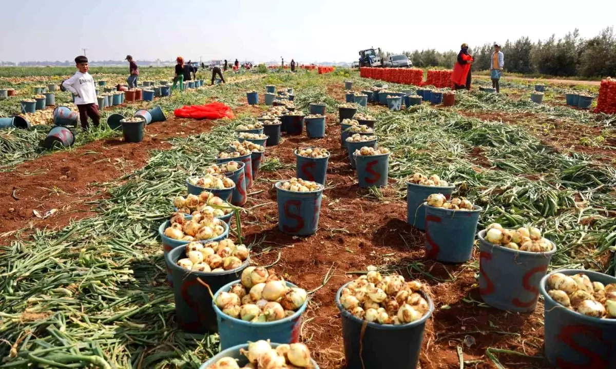 Adana\'da Turfanda Soğan Hasadı Başladı