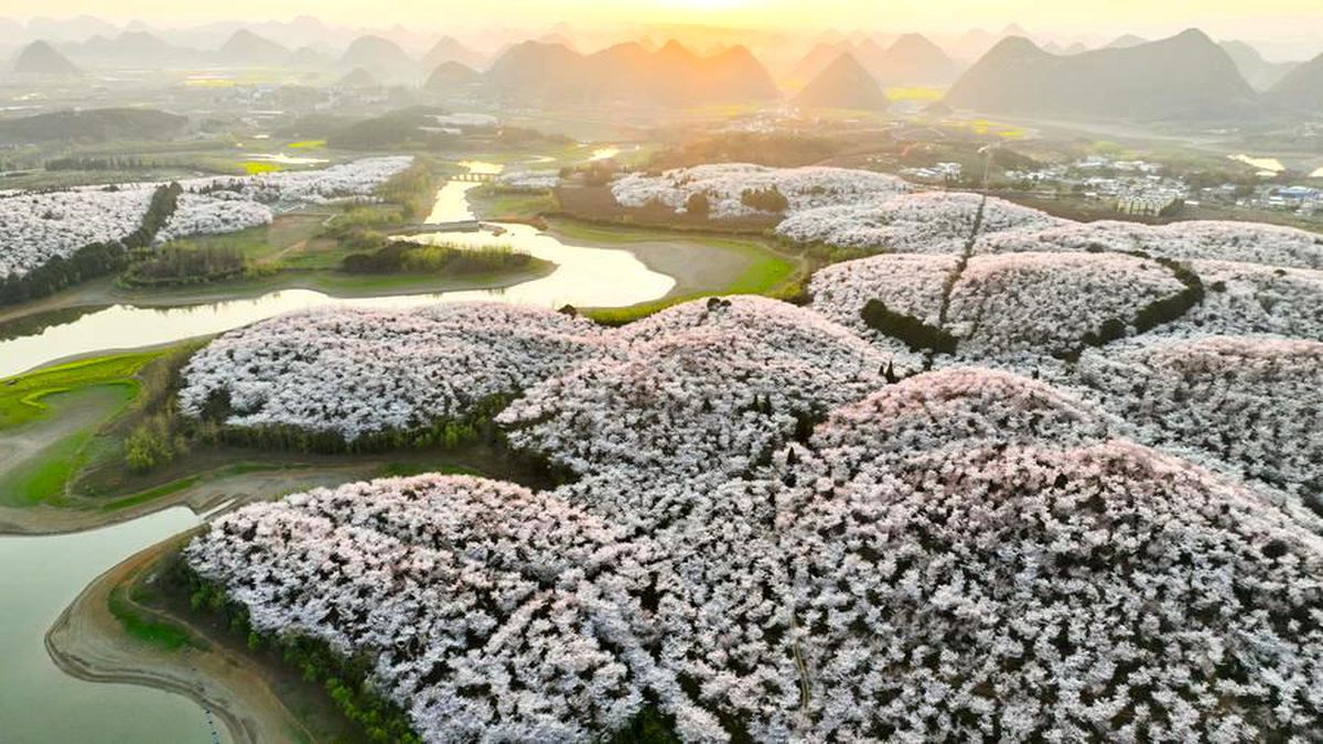 Kiraz Ağaçları Turizmi Canlandırıyor