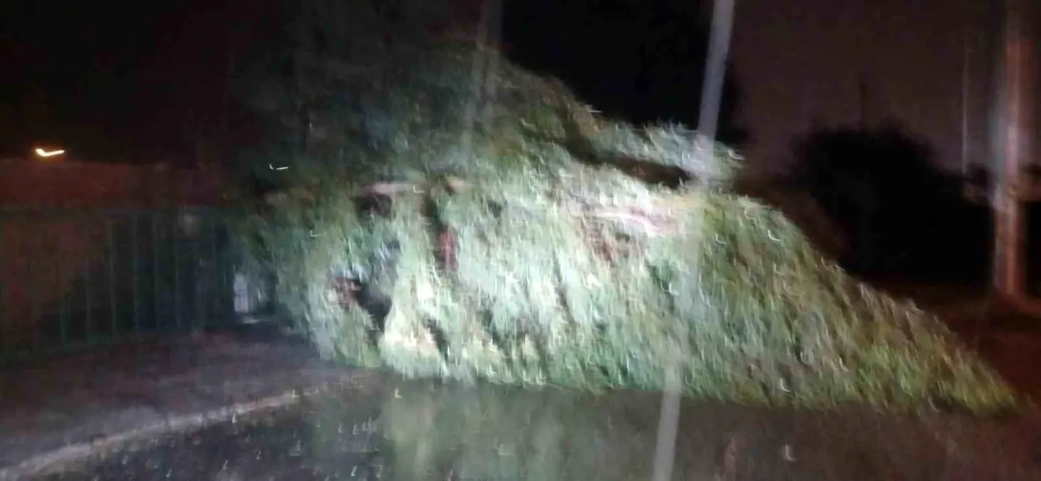 Aydın\'da Fırtına Ağaçları devirdi