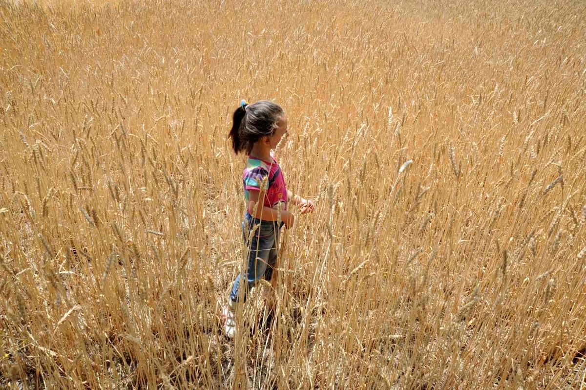 2025\'te Dünya Tahıl Üretimi Artacak