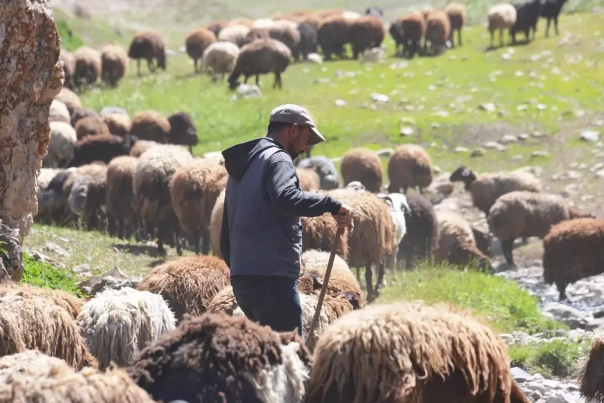 60 bin TL maaşla çoban bulamayınca çözümü nöbetleşmekte buldular