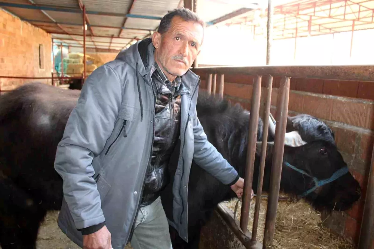 Mandadan Kaymak Üretimi Talebi Aştı