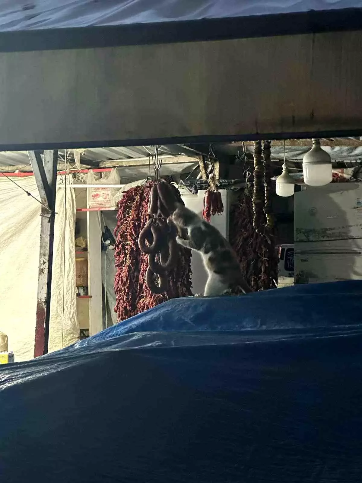 Pazar Tezgahında Sucuk Yiyen Kedi