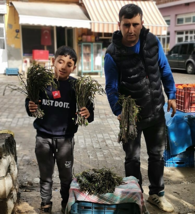 Aydın'da kendiliğinden yetişen bu otlar garibanın cüzdanını, zenginin sofralarını süslüyor