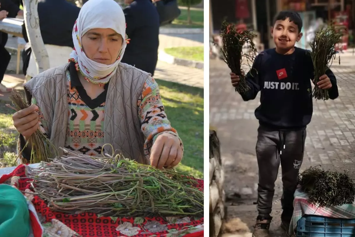 Aydın\'da kendiliğinden yetişen bu otlar garibanın cüzdanını, zenginin sofralarını süslüyor