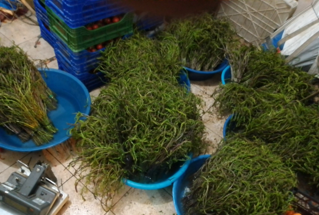 Aydın'da kendiliğinden yetişen bu otlar garibanın cüzdanını, zenginin sofralarını süslüyor