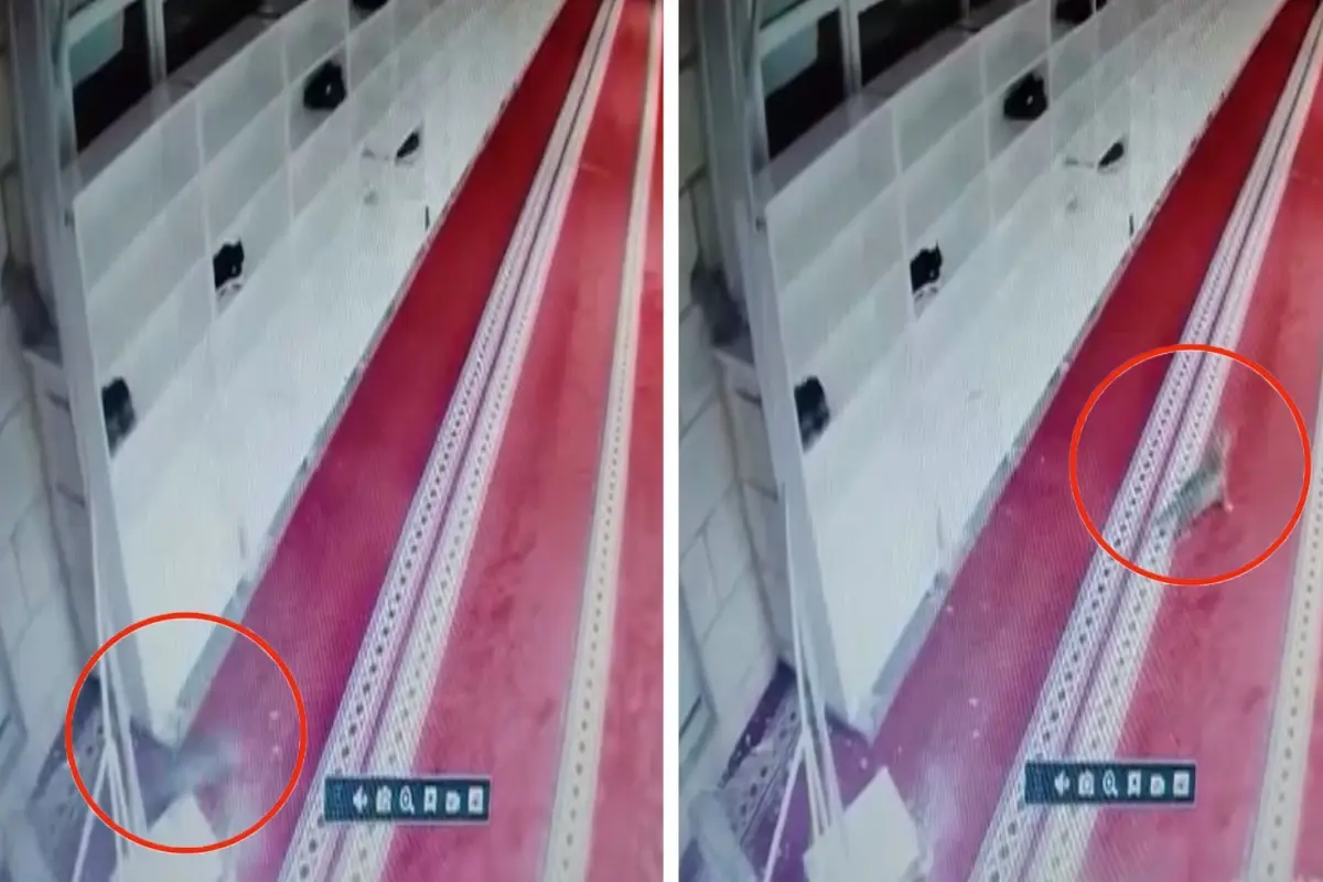 Kedinin caminin asma tavanını yıkarak aşağı düştüğü anlar kamerada