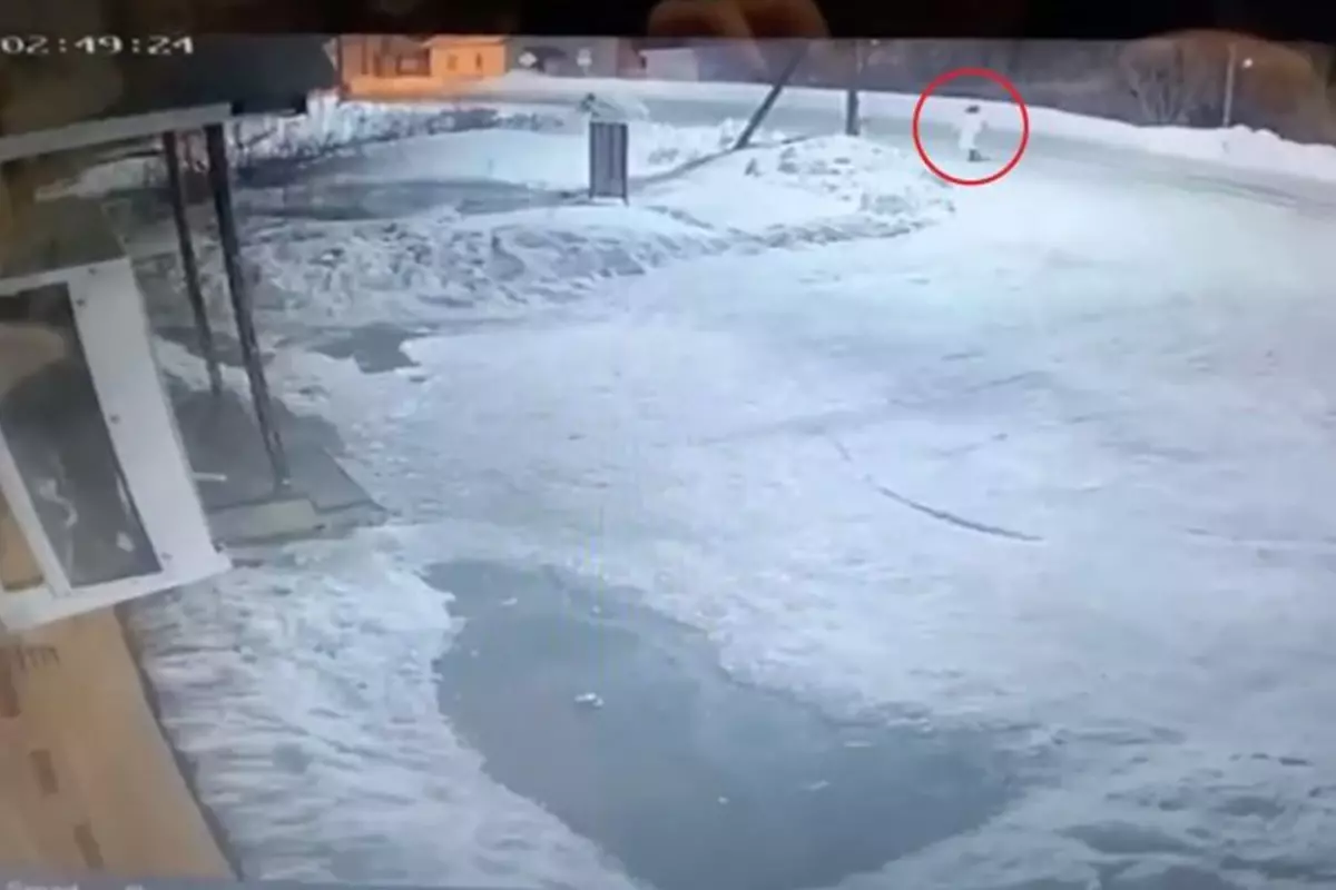 Ayı saldırısına uğrayan kadından geriye sadece kafası kaldı