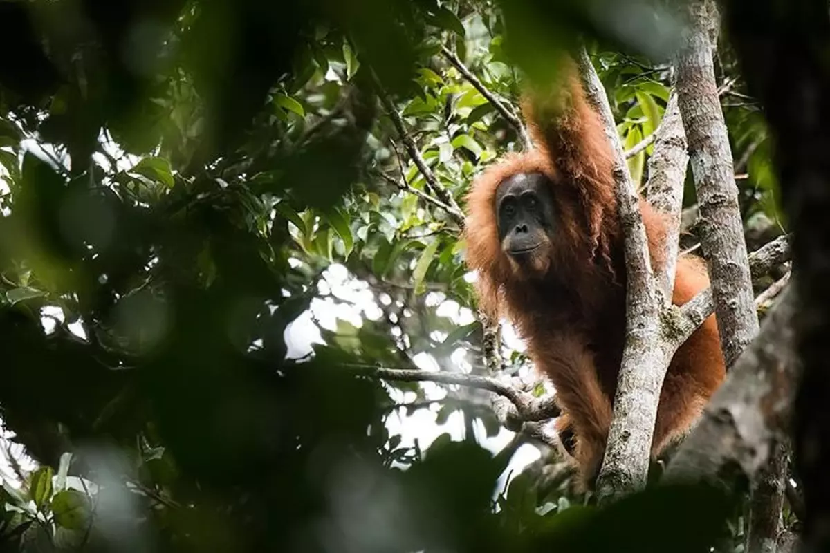 Hayvan koleksiyonu için çocuğunu maymunla takas etti