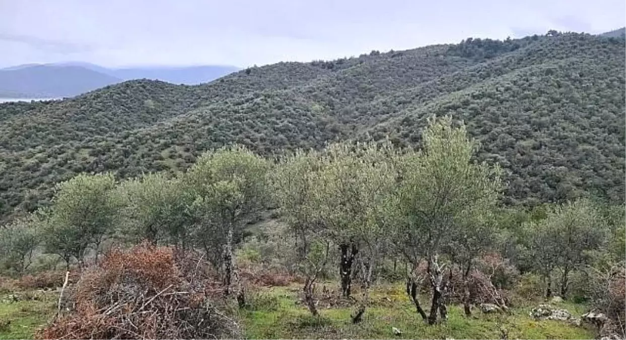 Durağan\'da Delice Zeytin Projesi