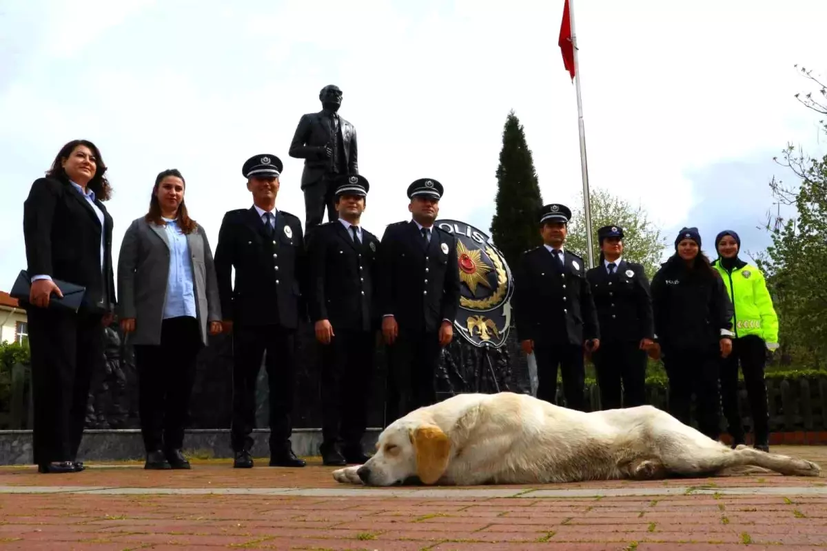 Taşova\'da sokak köpeği törende polislerin yanında uyudu