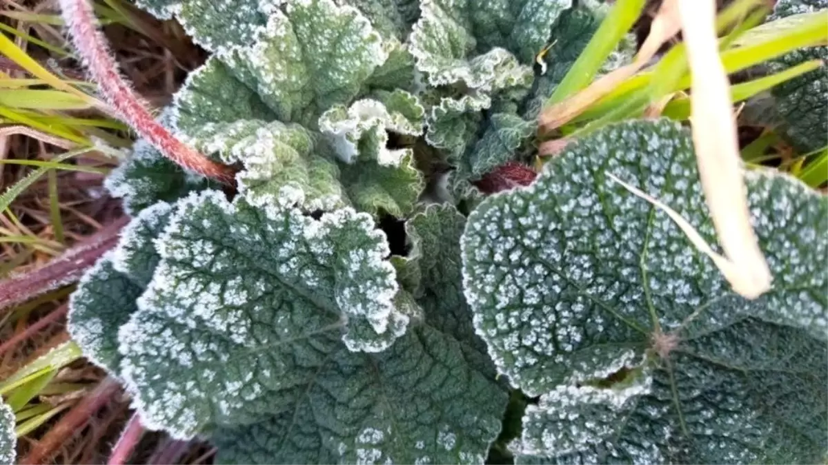 Aydın\'da Hafif Zirai Don Uyarısı