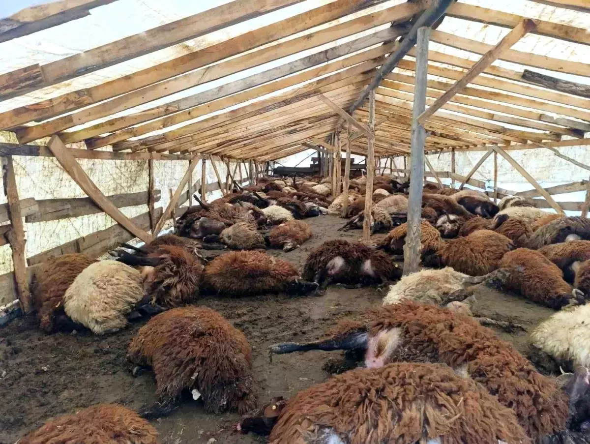 Şiddetli Rüzgar 280 Hayvanı Telef Etti